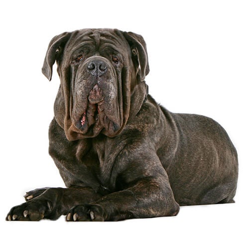 Big shops dogs neapolitan mastiff